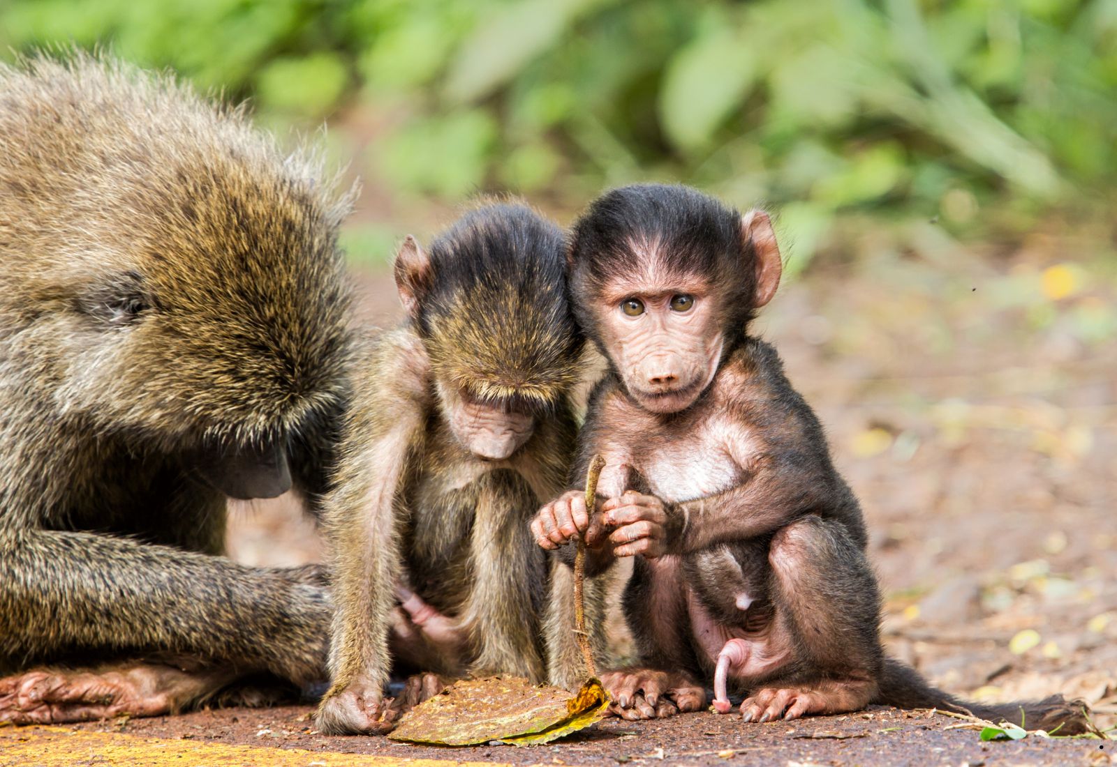 Arusha National Park covers Mount Meru, a prominent volcano with an elevation of 4566 m, in the Arusha Region of north eastern Tanzania.