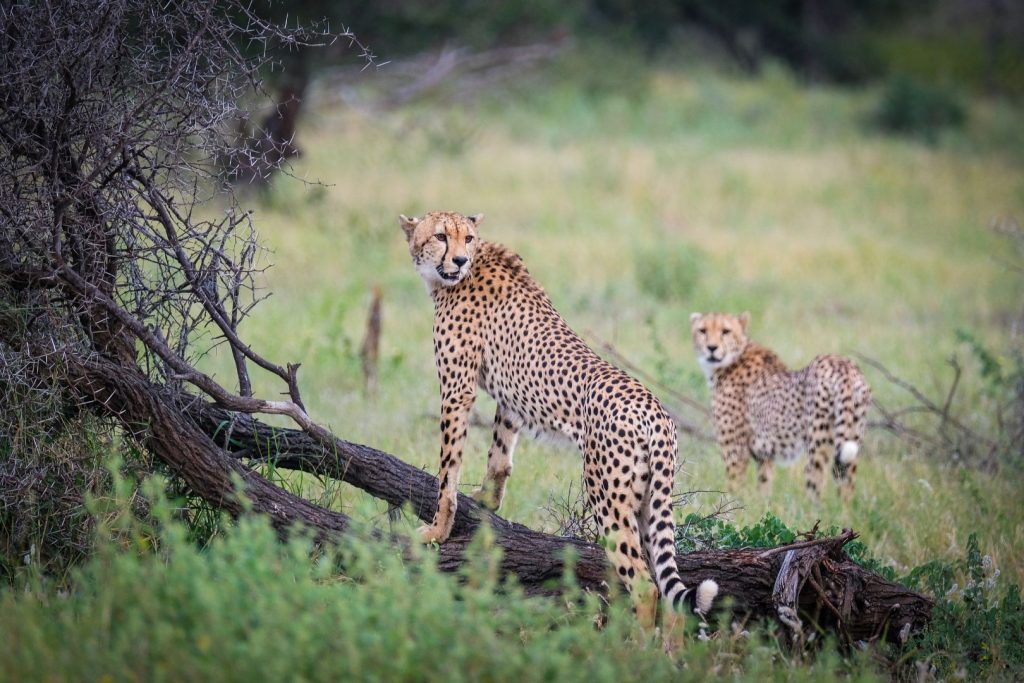This carefully designed safari offers you a perfect blend of Tanzania’s most iconic destinations, combining breathtaking landscapes, diverse wildlife, and authentic cultural encounters.