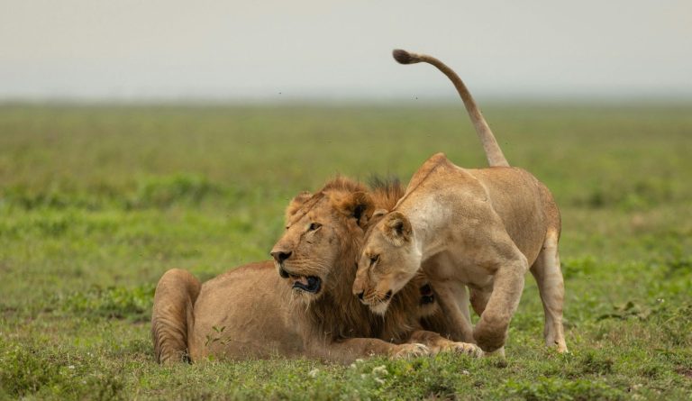 Tailor-Made Safaris Tanzania (3)