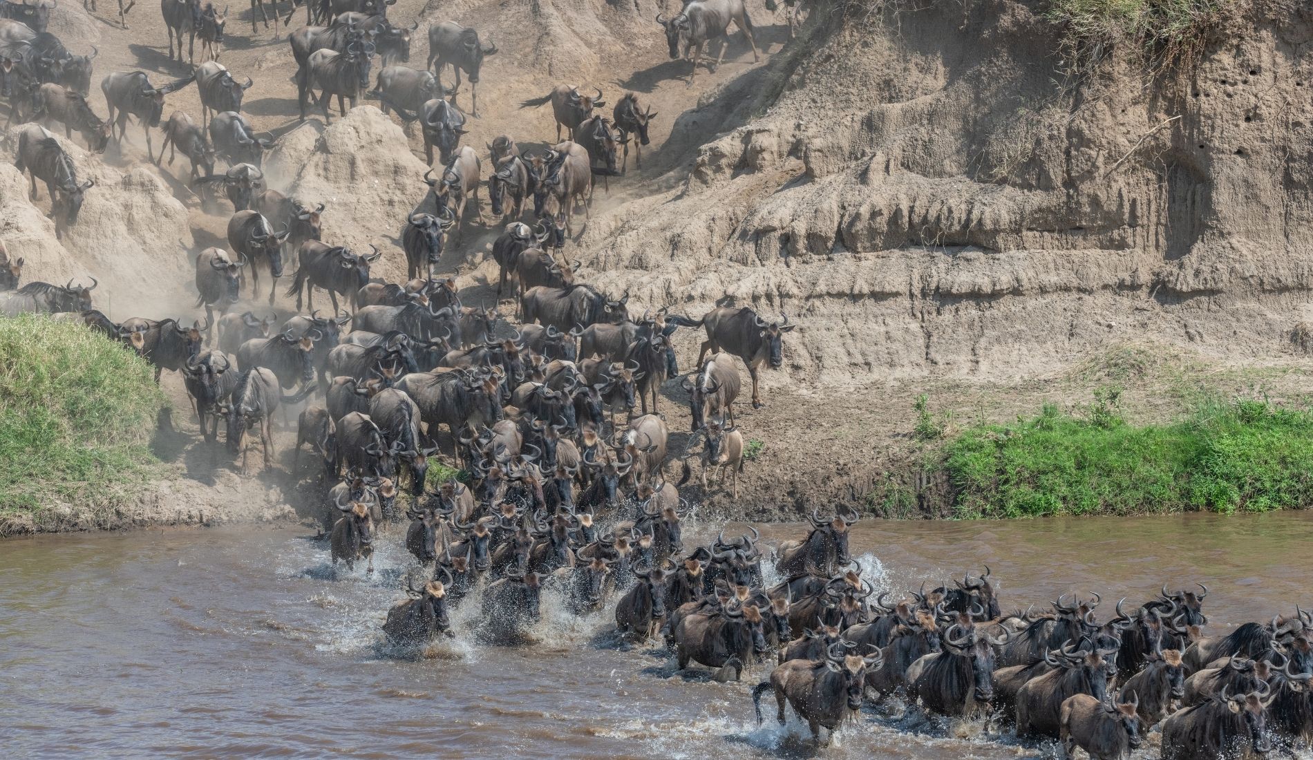 Witness the Great Wildebeest Migration in Tanzania