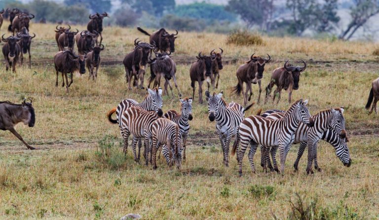 Wild in Nature Safaris (18)