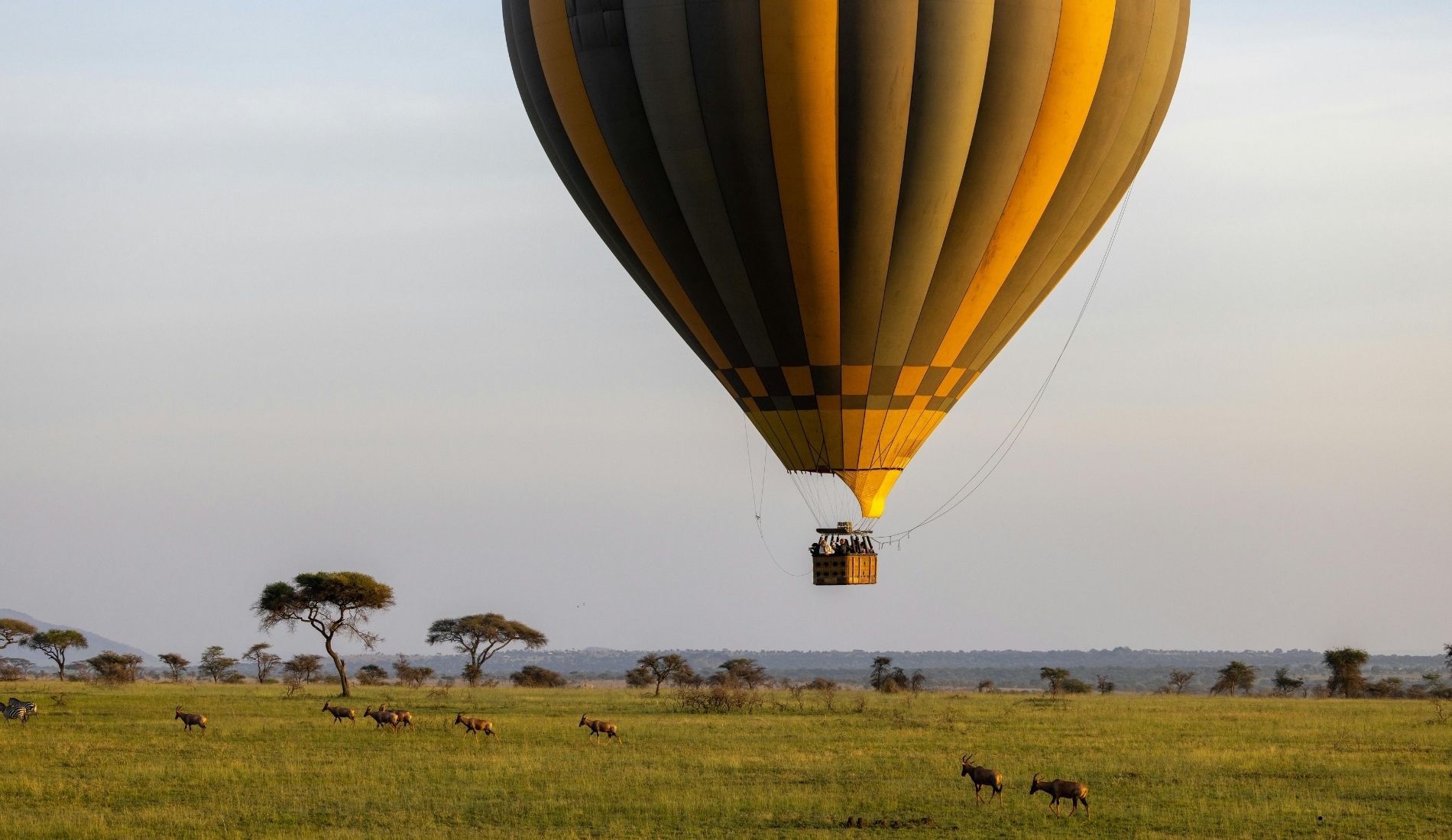 Balloon Safaris: A Unique Perspective on Tanzania’s Wildlife