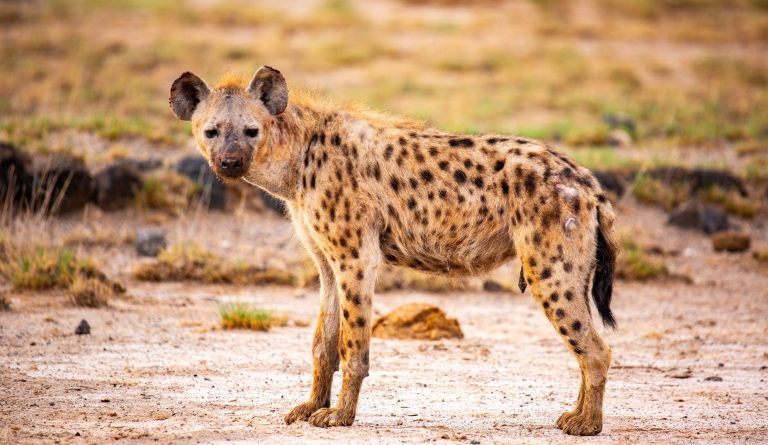 Wild in Nature Safaris (27)